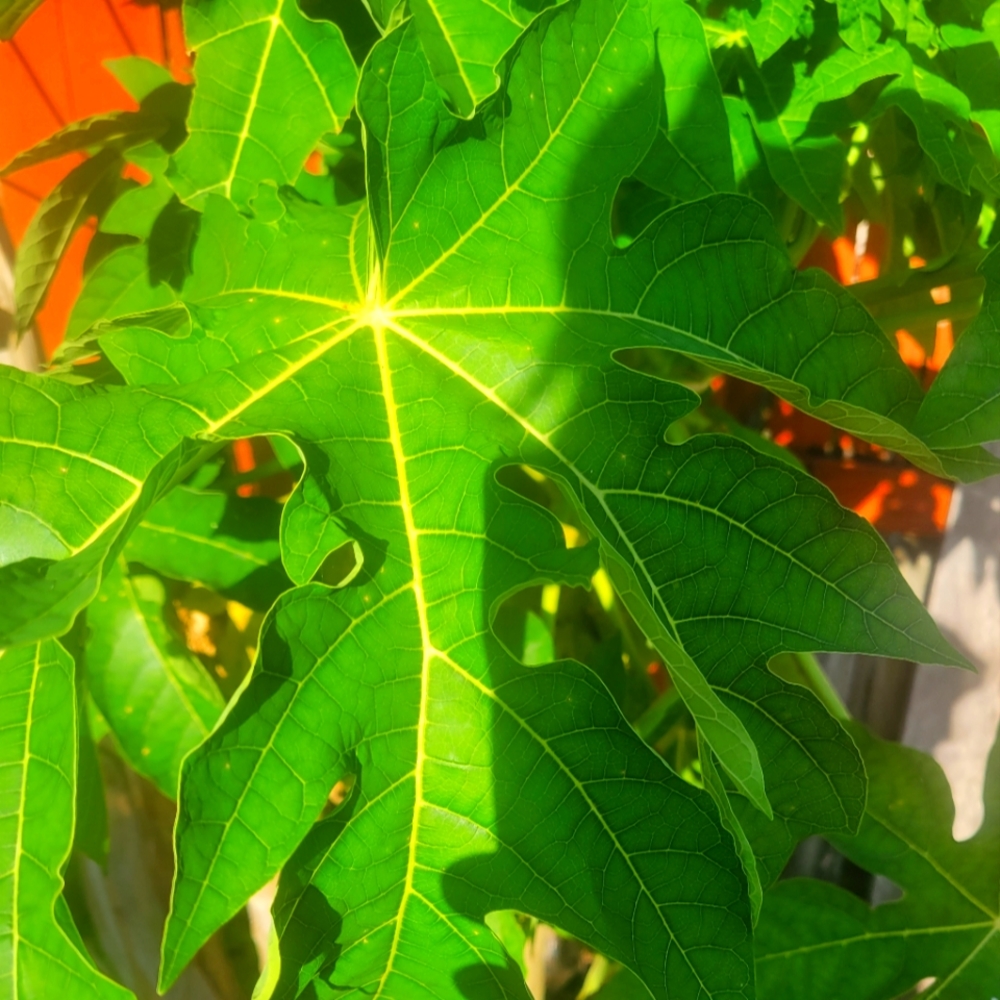 Dried Papaya